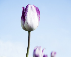 Картинка цветы тюльпаны