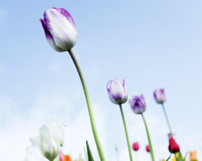 Картинка цветы тюльпаны