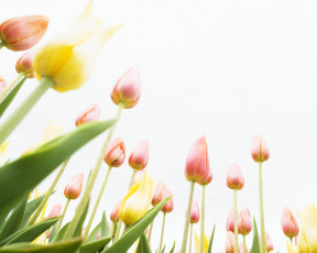 обоя цветы, тюльпаны