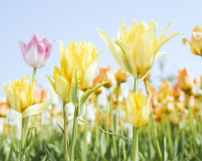 Картинка цветы тюльпаны