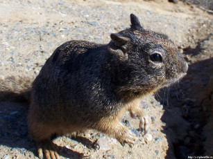 Картинка белка животные белки