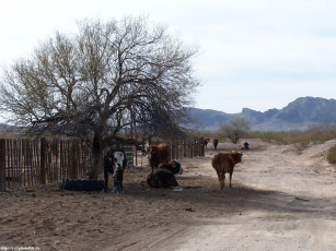 Картинка коровы животные буйволы