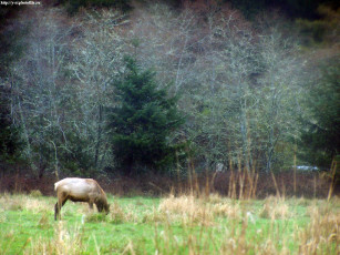 Картинка лось на фоне сумеречного леса животные лоси