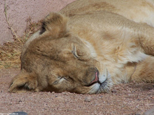 Картинка львица животные львы