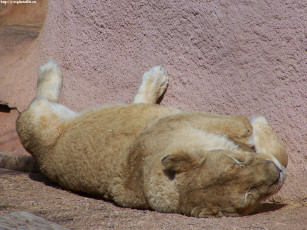 Картинка львица животные львы