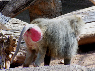 Картинка макака красной какой животные обезьяны