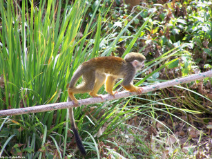 Картинка макака на канате животные обезьяны