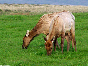 Картинка олени животные