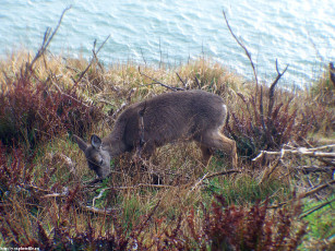 Картинка оленята животные олени
