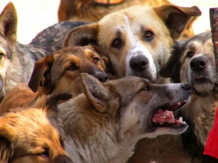 Картинка vovan за что вы бросили меня животные собаки