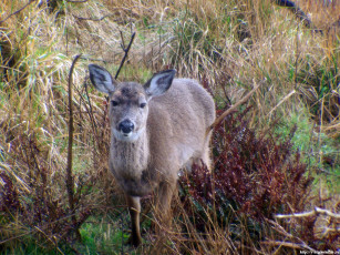 Картинка животные олени