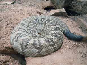 Картинка змея животные змеи питоны кобры