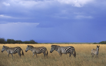 Картинка животные зебры