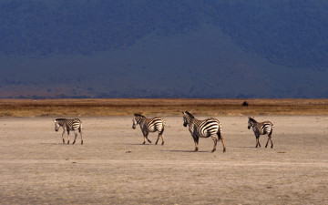 Картинка животные зебры