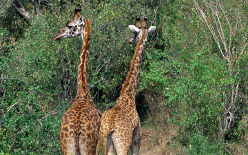 Картинка животные жирафы