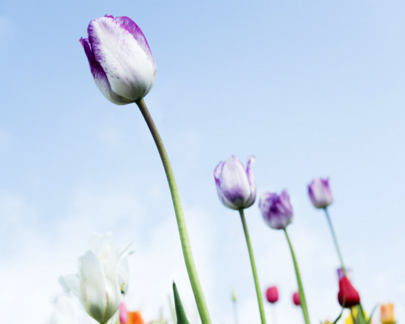 Обои картинки фото цветы, тюльпаны