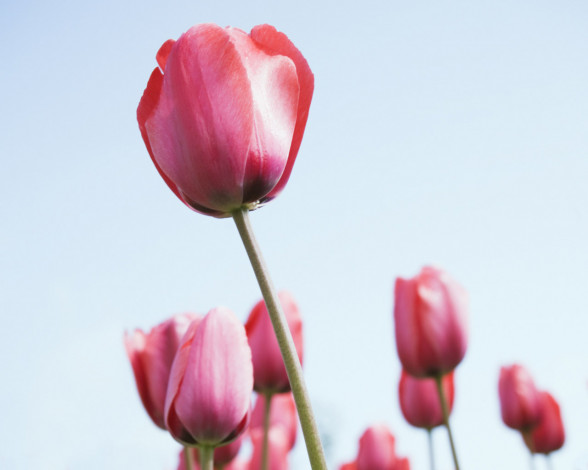 Обои картинки фото цветы, тюльпаны