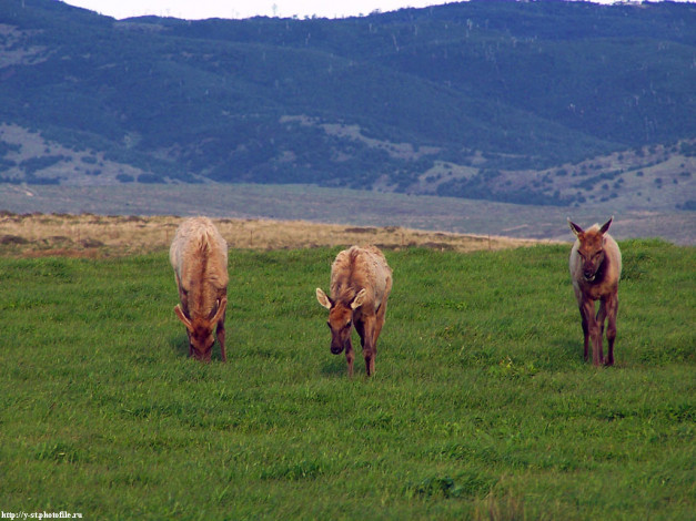 Обои картинки фото американские, олени, на, пастбище, животные