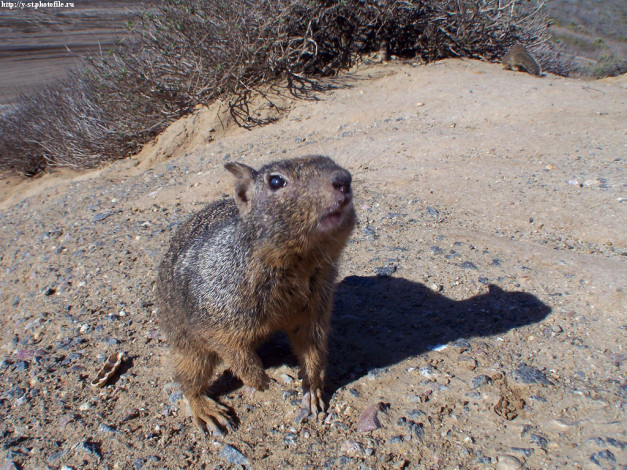 Обои картинки фото белка, животные, белки