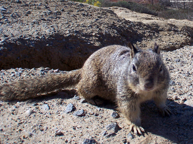 Обои картинки фото белка, животные, белки