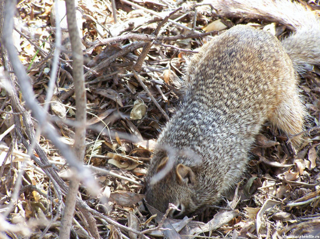 Обои картинки фото грызун, животные, белки