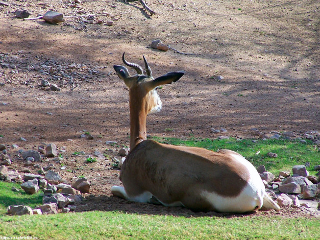 Обои картинки фото косуля, какая, то, животные, антилопы