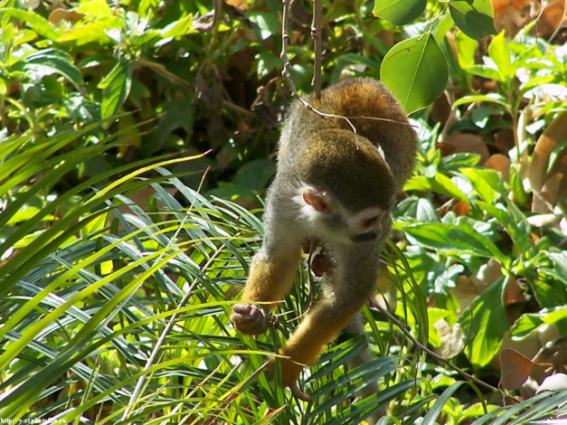 Обои картинки фото макака, на, дереве, животные, обезьяны