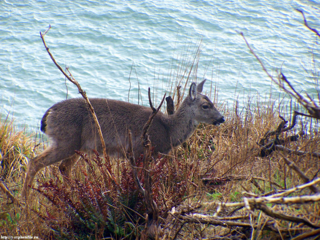 Обои картинки фото оленята, животные, олени