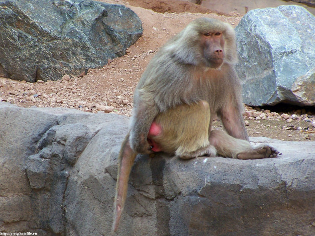 Обои картинки фото сейчас, подумаю, животные, обезьяны