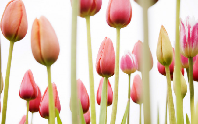 Обои картинки фото цветы, тюльпаны