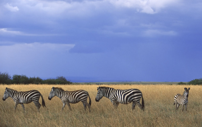 Обои картинки фото животные, зебры