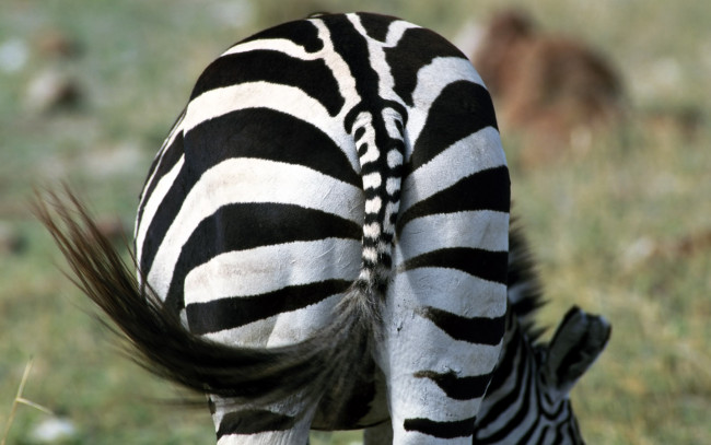 Обои картинки фото животные, зебры