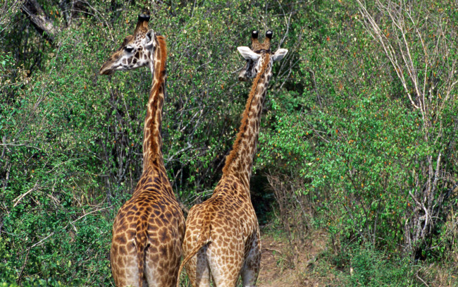 Обои картинки фото животные, жирафы