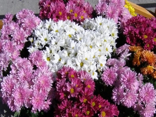 Картинка цветы хризантемы