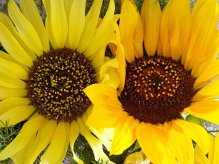 Картинка цветы подсолнухи