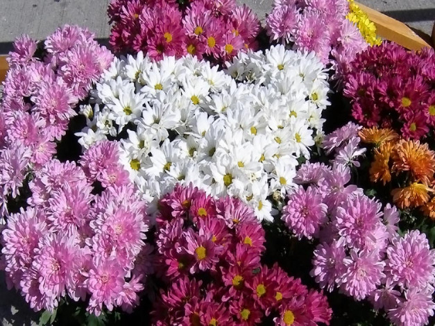 Обои картинки фото цветы, хризантемы