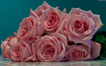 Картинка цветы розы