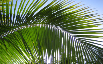 Картинка природа листья