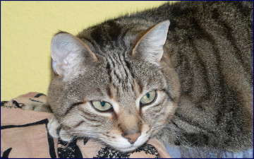 Картинка животные коты