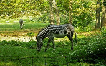 Картинка животные зебры