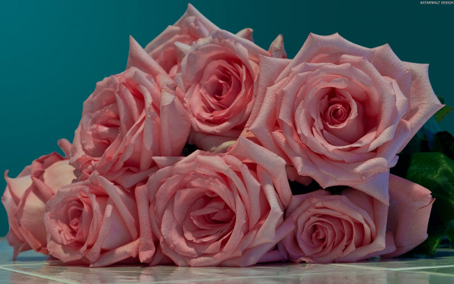 Обои картинки фото цветы, розы