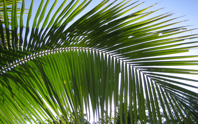 Обои картинки фото природа, листья