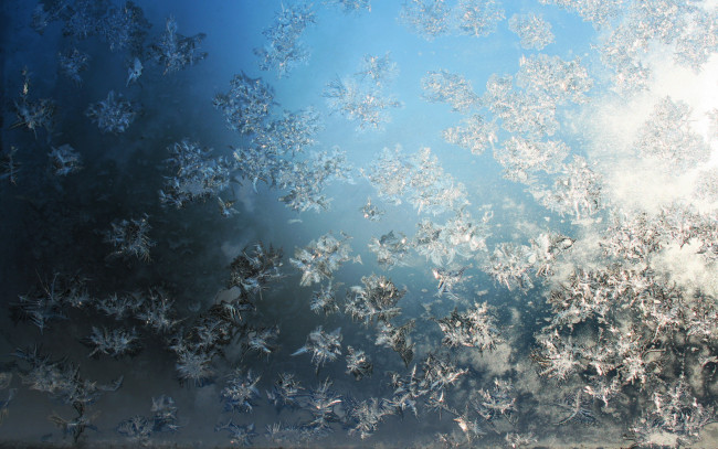 Обои картинки фото природа, макро