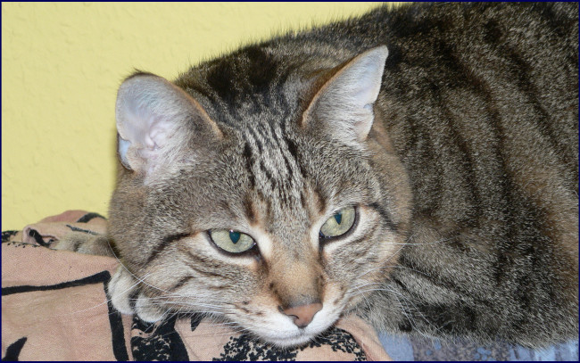 Обои картинки фото животные, коты