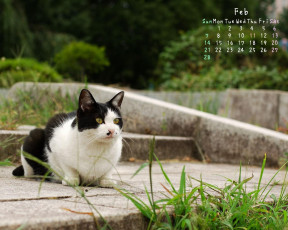 обоя календари, животные