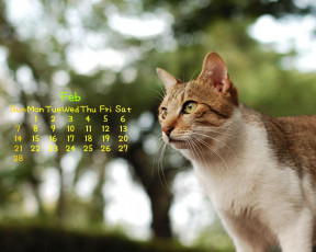 обоя календари, животные