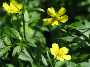 Картинка цветы калужницы лютики