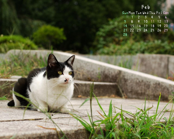 Обои картинки фото календари, животные