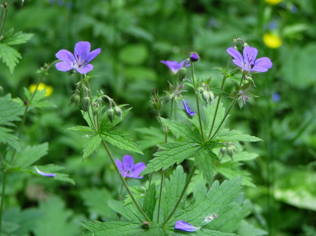 Обои картинки фото цветы, герань