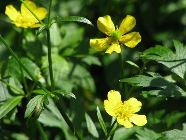 Обои картинки фото цветы, калужницы, лютики